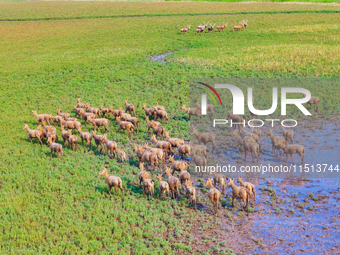 Wild elks play in the Tiaozi Mud Wetland of Dongtai City, Yancheng City, East China's Jiangsu Province, in Yancheng, China, on August 24, 20...