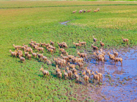 Wild elks play in the Tiaozi Mud Wetland of Dongtai City, Yancheng City, East China's Jiangsu Province, in Yancheng, China, on August 24, 20...