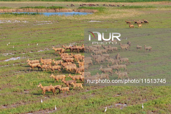 Wild elks play in the Tiaozi Mud Wetland of Dongtai City, Yancheng City, East China's Jiangsu Province, in Yancheng, China, on August 24, 20...