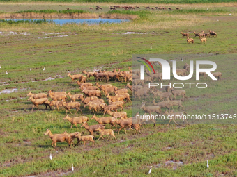 Wild elks play in the Tiaozi Mud Wetland of Dongtai City, Yancheng City, East China's Jiangsu Province, in Yancheng, China, on August 24, 20...