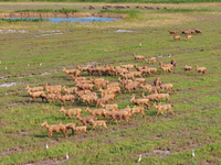 Wild elks play in the Tiaozi Mud Wetland of Dongtai City, Yancheng City, East China's Jiangsu Province, in Yancheng, China, on August 24, 20...