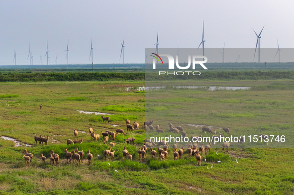 Wild elks play in the Tiaozi Mud Wetland of Dongtai City, Yancheng City, East China's Jiangsu Province, in Yancheng, China, on August 24, 20...