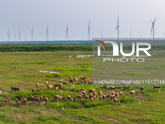 Wild elks play in the Tiaozi Mud Wetland of Dongtai City, Yancheng City, East China's Jiangsu Province, in Yancheng, China, on August 24, 20...