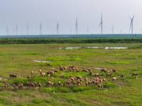 Wild elks play in the Tiaozi Mud Wetland of Dongtai City, Yancheng City, East China's Jiangsu Province, in Yancheng, China, on August 24, 20...