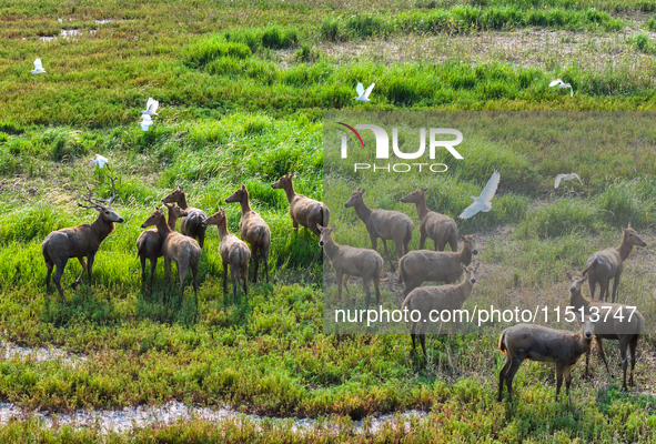 Wild elks play in the Tiaozi Mud Wetland of Dongtai City, Yancheng City, East China's Jiangsu Province, in Yancheng, China, on August 24, 20...