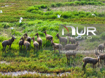 Wild elks play in the Tiaozi Mud Wetland of Dongtai City, Yancheng City, East China's Jiangsu Province, in Yancheng, China, on August 24, 20...