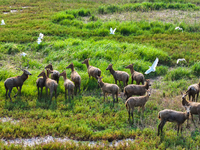 Wild elks play in the Tiaozi Mud Wetland of Dongtai City, Yancheng City, East China's Jiangsu Province, in Yancheng, China, on August 24, 20...