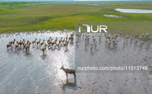 Wild elks play in the Tiaozi Mud Wetland of Dongtai City, Yancheng City, East China's Jiangsu Province, in Yancheng, China, on August 24, 20...