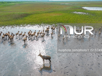 Wild elks play in the Tiaozi Mud Wetland of Dongtai City, Yancheng City, East China's Jiangsu Province, in Yancheng, China, on August 24, 20...