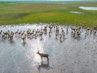 Wild elks play in the Tiaozi Mud Wetland of Dongtai City, Yancheng City, East China's Jiangsu Province, in Yancheng, China, on August 24, 20...