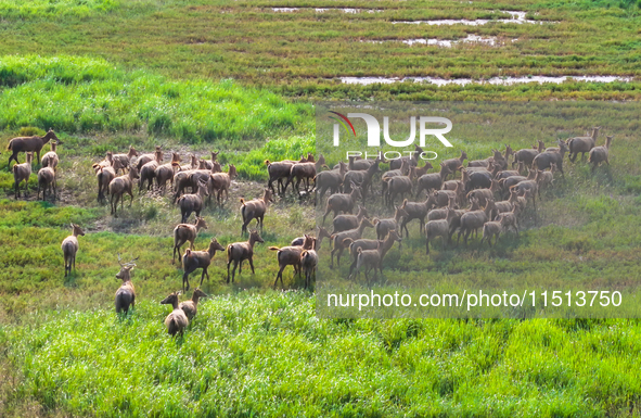 Wild elks play in the Tiaozi Mud Wetland of Dongtai City, Yancheng City, East China's Jiangsu Province, in Yancheng, China, on August 24, 20...