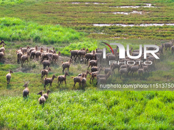 Wild elks play in the Tiaozi Mud Wetland of Dongtai City, Yancheng City, East China's Jiangsu Province, in Yancheng, China, on August 24, 20...