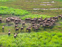 Wild elks play in the Tiaozi Mud Wetland of Dongtai City, Yancheng City, East China's Jiangsu Province, in Yancheng, China, on August 24, 20...