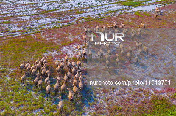 Wild elks play in the Tiaozi Mud Wetland of Dongtai City, Yancheng City, East China's Jiangsu Province, in Yancheng, China, on August 24, 20...