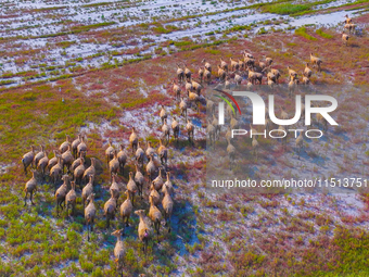 Wild elks play in the Tiaozi Mud Wetland of Dongtai City, Yancheng City, East China's Jiangsu Province, in Yancheng, China, on August 24, 20...