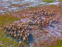 Wild elks play in the Tiaozi Mud Wetland of Dongtai City, Yancheng City, East China's Jiangsu Province, in Yancheng, China, on August 24, 20...