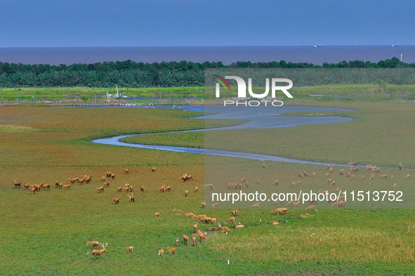 Wild elks play in the Tiaozi Mud Wetland of Dongtai City, Yancheng City, East China's Jiangsu Province, in Yancheng, China, on August 24, 20...