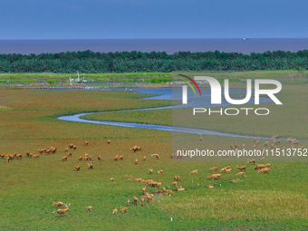 Wild elks play in the Tiaozi Mud Wetland of Dongtai City, Yancheng City, East China's Jiangsu Province, in Yancheng, China, on August 24, 20...