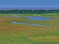 Wild elks play in the Tiaozi Mud Wetland of Dongtai City, Yancheng City, East China's Jiangsu Province, in Yancheng, China, on August 24, 20...