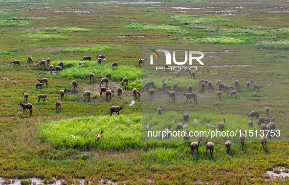 Wild elks play in the Tiaozi Mud Wetland of Dongtai City, Yancheng City, East China's Jiangsu Province, in Yancheng, China, on August 24, 20...