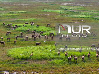 Wild elks play in the Tiaozi Mud Wetland of Dongtai City, Yancheng City, East China's Jiangsu Province, in Yancheng, China, on August 24, 20...