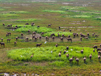 Wild elks play in the Tiaozi Mud Wetland of Dongtai City, Yancheng City, East China's Jiangsu Province, in Yancheng, China, on August 24, 20...