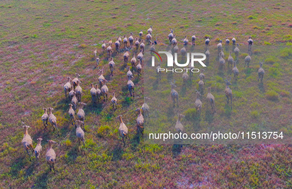 Wild elks play in the Tiaozi Mud Wetland of Dongtai City, Yancheng City, East China's Jiangsu Province, in Yancheng, China, on August 24, 20...