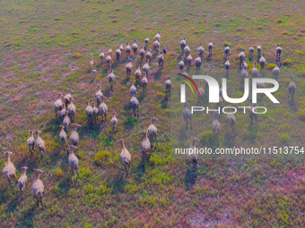 Wild elks play in the Tiaozi Mud Wetland of Dongtai City, Yancheng City, East China's Jiangsu Province, in Yancheng, China, on August 24, 20...