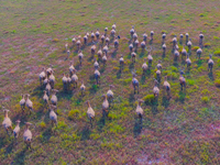 Wild elks play in the Tiaozi Mud Wetland of Dongtai City, Yancheng City, East China's Jiangsu Province, in Yancheng, China, on August 24, 20...