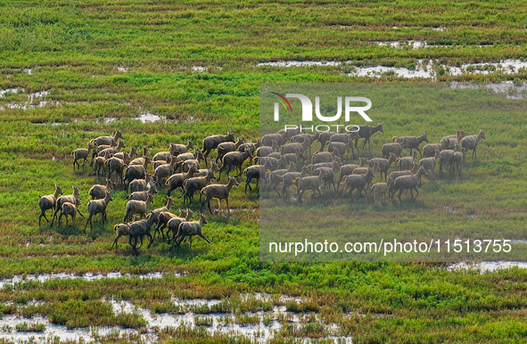 Wild elks play in the Tiaozi Mud Wetland of Dongtai City, Yancheng City, East China's Jiangsu Province, in Yancheng, China, on August 24, 20...