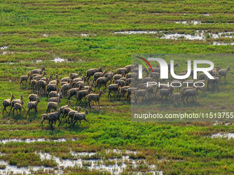 Wild elks play in the Tiaozi Mud Wetland of Dongtai City, Yancheng City, East China's Jiangsu Province, in Yancheng, China, on August 24, 20...