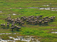 Wild elks play in the Tiaozi Mud Wetland of Dongtai City, Yancheng City, East China's Jiangsu Province, in Yancheng, China, on August 24, 20...