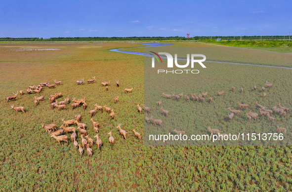 Wild elks play in the Tiaozi Mud Wetland of Dongtai City, Yancheng City, East China's Jiangsu Province, in Yancheng, China, on August 24, 20...