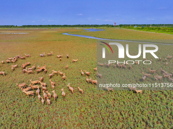 Wild elks play in the Tiaozi Mud Wetland of Dongtai City, Yancheng City, East China's Jiangsu Province, in Yancheng, China, on August 24, 20...