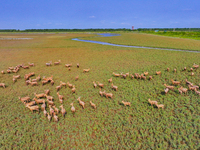 Wild elks play in the Tiaozi Mud Wetland of Dongtai City, Yancheng City, East China's Jiangsu Province, in Yancheng, China, on August 24, 20...