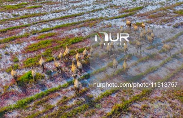 Wild elks play in the Tiaozi Mud Wetland of Dongtai City, Yancheng City, East China's Jiangsu Province, in Yancheng, China, on August 24, 20...