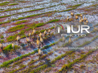 Wild elks play in the Tiaozi Mud Wetland of Dongtai City, Yancheng City, East China's Jiangsu Province, in Yancheng, China, on August 24, 20...