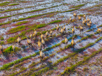 Wild elks play in the Tiaozi Mud Wetland of Dongtai City, Yancheng City, East China's Jiangsu Province, in Yancheng, China, on August 24, 20...