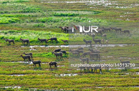 Wild elks play in the Tiaozi Mud Wetland of Dongtai City, Yancheng City, East China's Jiangsu Province, in Yancheng, China, on August 24, 20...