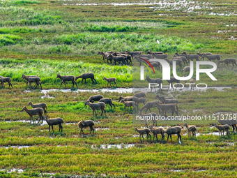 Wild elks play in the Tiaozi Mud Wetland of Dongtai City, Yancheng City, East China's Jiangsu Province, in Yancheng, China, on August 24, 20...