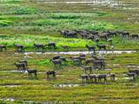 Wild elks play in the Tiaozi Mud Wetland of Dongtai City, Yancheng City, East China's Jiangsu Province, in Yancheng, China, on August 24, 20...