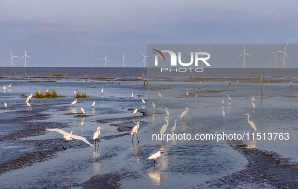 Egrets forage at the Tiaozi mud scenic spot in Dongtai city, Yancheng, China, on August 24, 2024. 