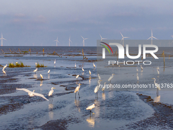 Egrets forage at the Tiaozi mud scenic spot in Dongtai city, Yancheng, China, on August 24, 2024. (