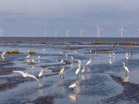 Egrets forage at the Tiaozi mud scenic spot in Dongtai city, Yancheng, China, on August 24, 2024. (