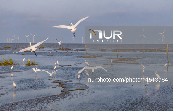 Egrets fly in the air at Tiaozi mud scenic spot in Dongtai city, Yancheng City, East China's Jiangsu province, in Yancheng, China, on August...