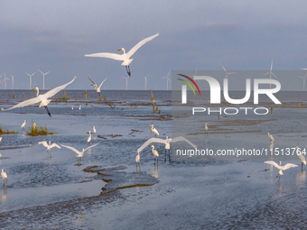 Egrets fly in the air at Tiaozi mud scenic spot in Dongtai city, Yancheng City, East China's Jiangsu province, in Yancheng, China, on August...