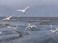 Egrets fly in the air at Tiaozi mud scenic spot in Dongtai city, Yancheng City, East China's Jiangsu province, in Yancheng, China, on August...