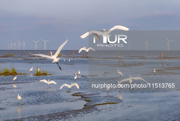 Egrets fly in the air at Tiaozi mud scenic spot in Dongtai city, Yancheng City, East China's Jiangsu province, in Yancheng, China, on August...