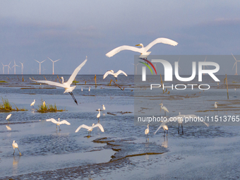 Egrets fly in the air at Tiaozi mud scenic spot in Dongtai city, Yancheng City, East China's Jiangsu province, in Yancheng, China, on August...