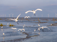 Egrets fly in the air at Tiaozi mud scenic spot in Dongtai city, Yancheng City, East China's Jiangsu province, in Yancheng, China, on August...